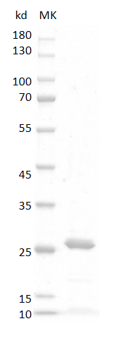 Human FGF16 Protein
