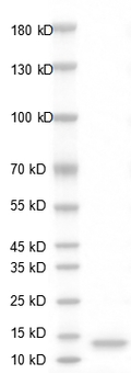 Human PDGF-BB Protein