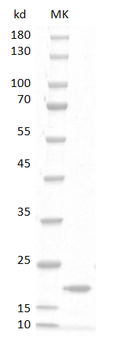 Rat GM-CSF protein