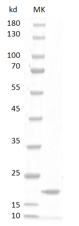 Rat GM-CSF protein