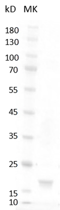 Mouse SCF Protein