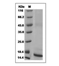 Mouse TGF-?1 protein