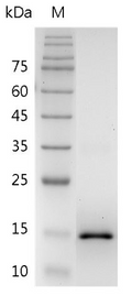 Mouse IL-17F Protein, His tag (Animal-Free)