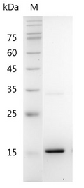 Mouse IL-24 Protein, His tag (Animal-Free)