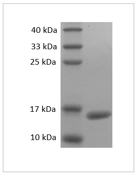 Mouse TNF-α Protein
