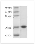 Mouse IL-33 Protein