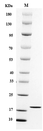 Mouse IL-1? Protein