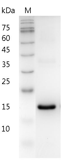 Human IFN-ê Protein, His tag (Animal-Free)