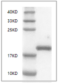 Mouse LIF Protein, His tag
