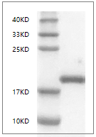 Mouse LIF Protein, His tag