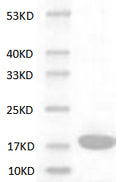 Mouse IL-1à protein
