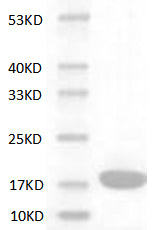 Mouse IL-1à protein