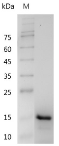 Human IL-17F Protein, His tag (Animal-Free)