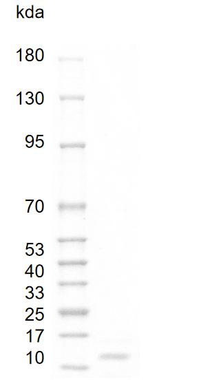 Mouse VEGF120 Protein
