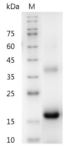 Mouse M-CSF protein, His tag (Animal-Free)
