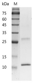 Mouse IL-4 Protein, His tag (Animal-Free)