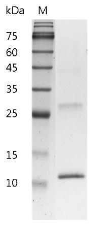 Mouse IL-4 Protein, His tag (Animal-Free)