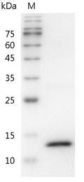 Mouse IFN-? Protein, His tag (Animal-Free)