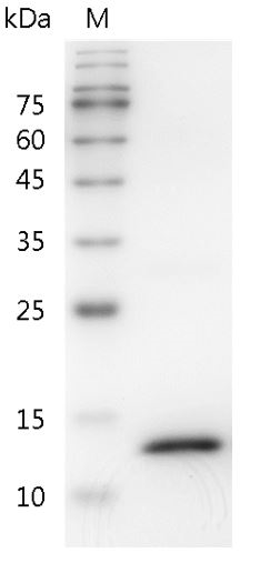 Mouse IFN-? Protein, His tag (Animal-Free)
