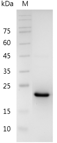 Mouse CNTF Protein,His tag (Animal-Free)