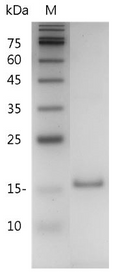 Mouse IL-10 Protein, His tag (Animal-Free)