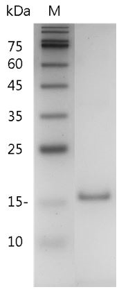 Mouse IL-10 Protein, His tag (Animal-Free)