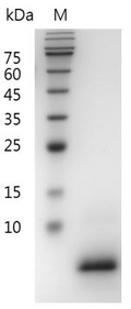 Mouse EGF protein, His tag (Animal-Free)