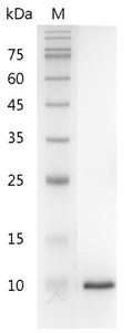 Mouse ?-NGF protein, His tag (Animal-Free)