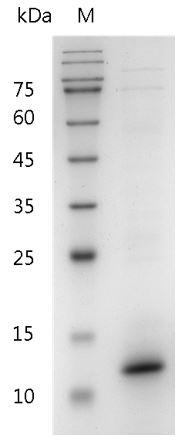 Mouse IL-15 Protein, His tag (Animal-Free)