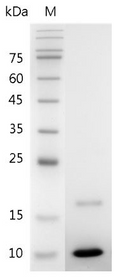 Mouse IGF-1 protein, His tag (Animal-Free)