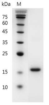 Mouse Flt-3 Ligand protein , His tag (Animal-Free)