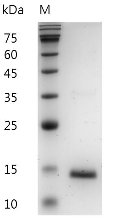 Mouse GM-CSF protein , His tag (Animal-Free)