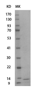 Mouse IGF1 protein,His tag