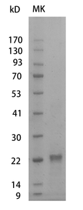 Mouse VEGF165 Protein