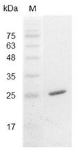 Mouse IL-30 Protein, His tag (Animal-Free)