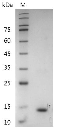 Mouse IL-31 Protein, His tag (Animal-Free)