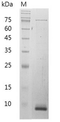Mouse CXCL11 Protein, His tag (Animal-Free)