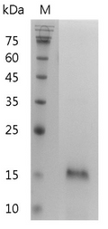 Mouse IL-25 Protein, His tag (Animal-Free)