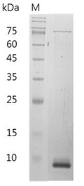 Mouse CXCL10 Protein, His tag (Animal-Free)