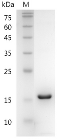 Mouse CXCL5 Protein, His tag (Animal-Free)