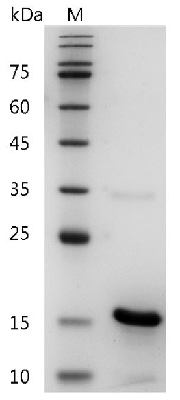 Human BMP-5 Protein, His tag (Animal-Free)