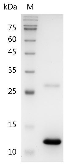 Human BMP-7 Protein, His tag (Animal-Free)