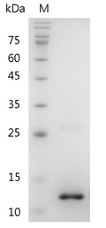 Human BMP-10 Protein, His tag (Animal-Free)
