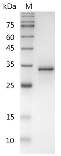 Human FasL Protein, His-SUMO tag (Animal-Free)