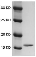 Rat TNF-α Protein