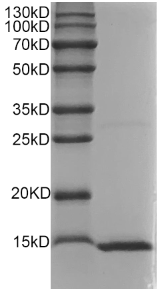Rat IFN-? Protein
