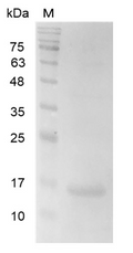 Human Galectin-2 Protein, His tag (Animal-Free)