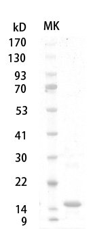 Human/Mouse/Rat TGF ?1 protein, His tag