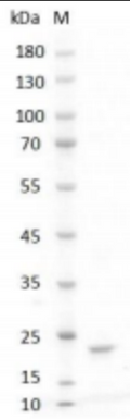Human LIF Protein