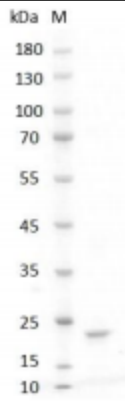 Human LIF Protein